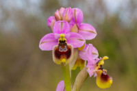 /album/foto-adriano/orchidea-ofride-fior-di-vespa-jpg/